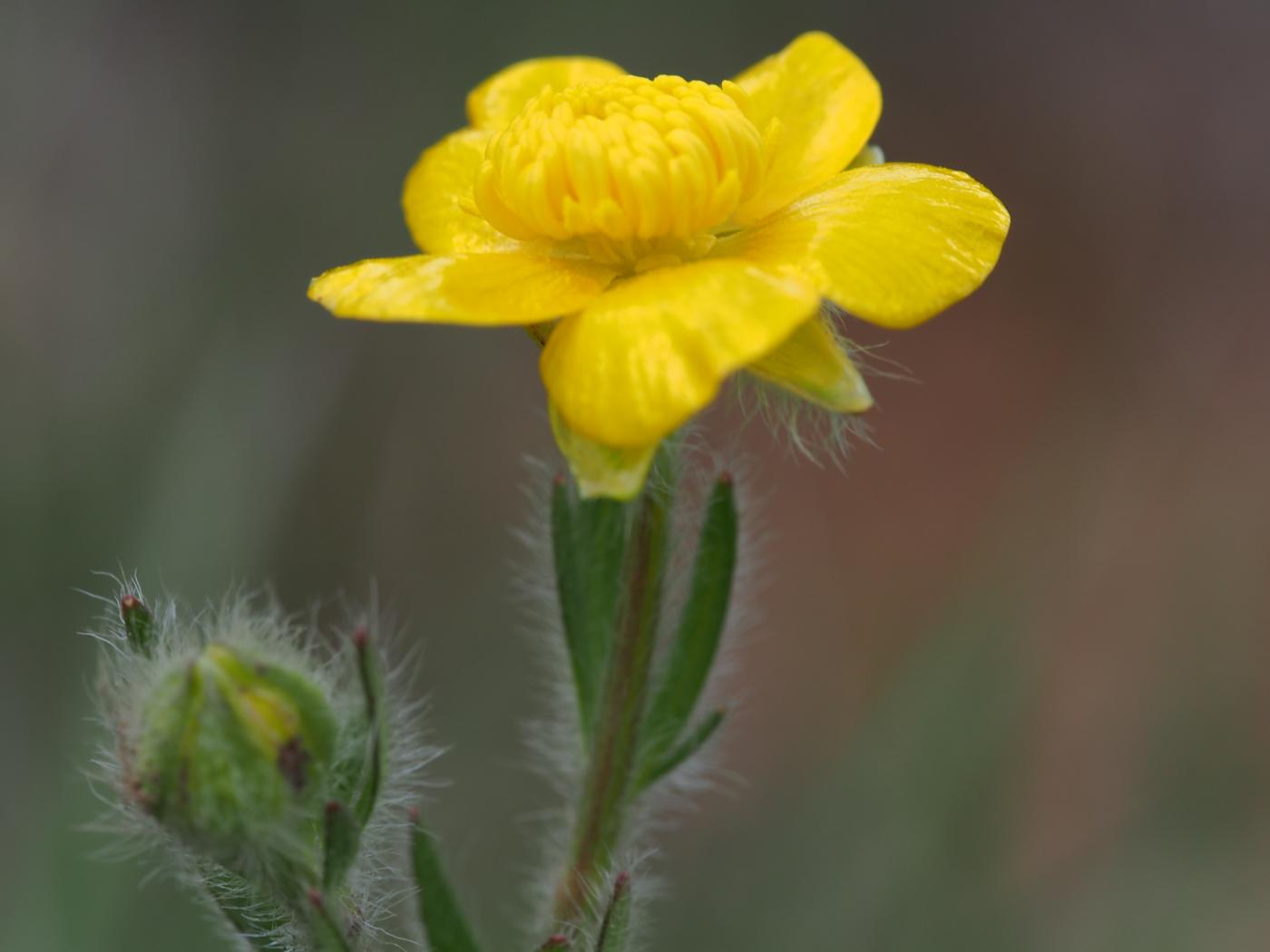 Buttercup, Wood flower